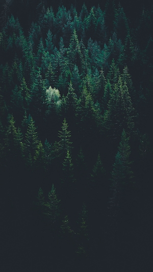 фото хвойного леса с высоты