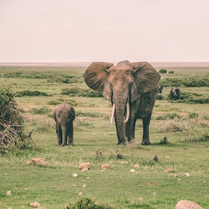 слониха и слоненок гуляют по полю 
