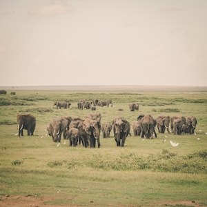 Семейство слонов на поле 