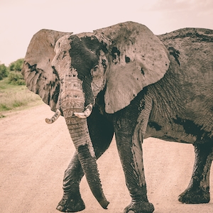 грязный слон на дороге