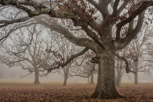 ствол голого дерева в конце осени, туманный голый лес 