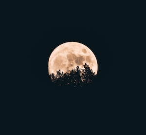 луна над лесом 