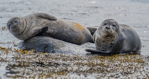 Тюлени в Исландии лежат на камнях 