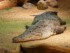 Ленивый крокодил лежит на песке 