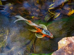 красивая разноцветная рыба в пруду у поверхности воды, вид сверху 