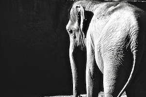 черно-белая фотография слона, смотрящего в стену, вид сзади 