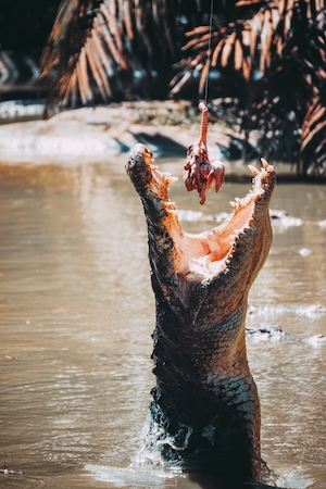 крокодил пытается схватить пастью добычу, крупный план 