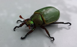 Зеленый жук