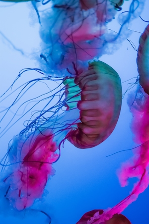 цветные медузы с щупальцами в океане, крупный план 