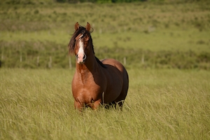 коричневая лошадь в поле, смотрит в кадр 