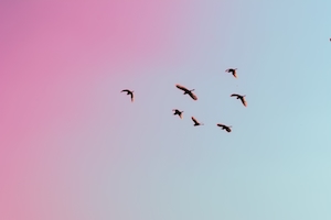 птицы на фоне закатного неба 