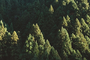 фото хвойного леса с высоты