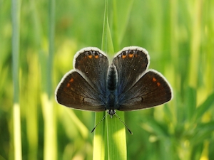черная бабочка с раскрытыми крыльями, крупный план 
