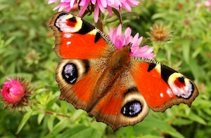 пестрая оранжевая бабочка на цветочной поляне 