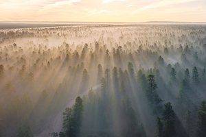 фото хвойного леса с высоты в туманный день 