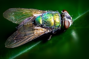 Макрофотография мухи 