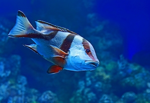 красная императорская рыба в аквариуме, вид сбоку, крупный план