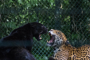 черная пантера и леопард рычат друг на друга 
