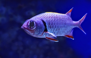 Рыба-белка, вид сбоку, крупный план 