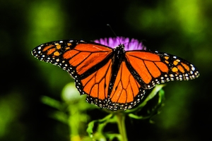 оранжевая бабочка сидит на цветке репейника 