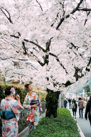 Девушка в кимоно позирует за деревом Сакуры