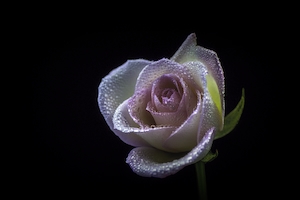 Бутон бледно-розовой розы на черном фоне, крупный план 