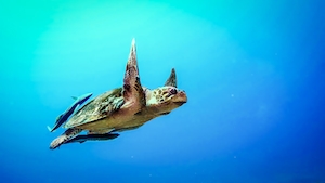 морская черепаха 