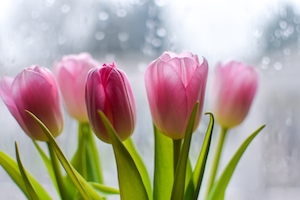 красивые розовые цветы на фоне окна в дождливый день, розовые тюльпаны, крупный план 