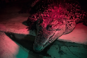 Крокодил в розовом свете, крупный план 
