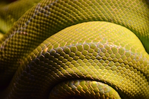 чешуя зеленой змеи, макро-фотография 