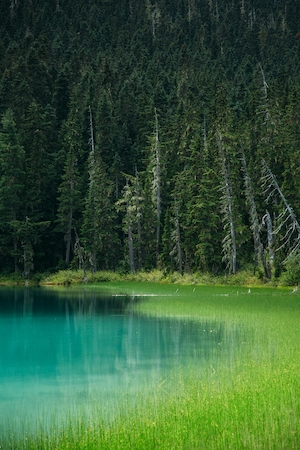 голубое озеро в лесу, светло-зеленая трава 