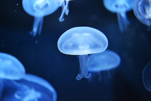 маленькие безцветные медузы с щупальцами в океане, крупный план 