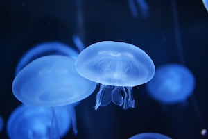 маленькие безцветные медузы с щупальцами в океане, крупный план 