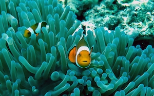 цветная морская рыба в воде, крупный план, рыбка немо у кораллового рифа 