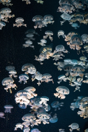цветные медузы в океане, крупный план 