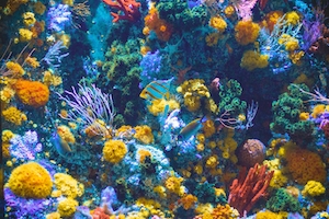 Океан, яркий подводный мир