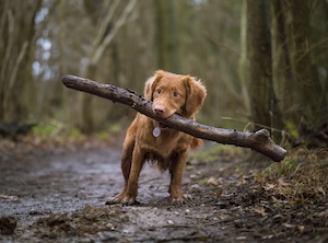 коричневая собака в лесу держит палку в зубах, крупный план 