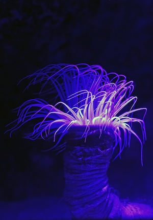 Трубчатый червь со своими щупальцами в аквариуме Кэрнса, разноцветные кораллы под водой, красочный коралловый риф 