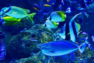 В аквариуме Кэрнса мимо проплывает множество рыб из коралловых рифов.