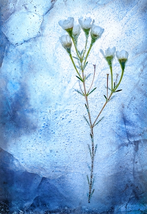 Природа, Цветы и растения, белый замороженный цветок 