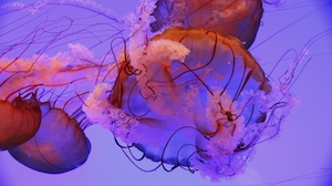  медузы с щупальцами в океане, крупный план 