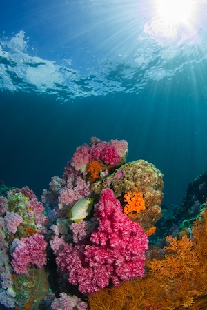 яркие кораллы под водой 