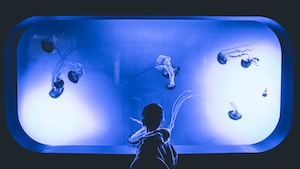 Маленький мальчик с благоговением смотрит на аквариум, полный медуз
