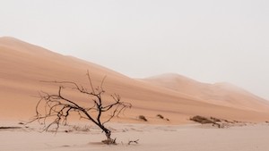 песчаная дюна, пески в пустыне, пейзаж в пустыне, сухое дерево 