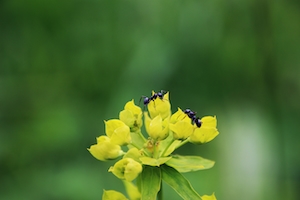 муравьи на желтом цветке