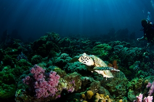Черепаха в кораллах