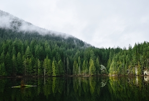 озеро в лесу, низкие облака над хвойными деревьями 