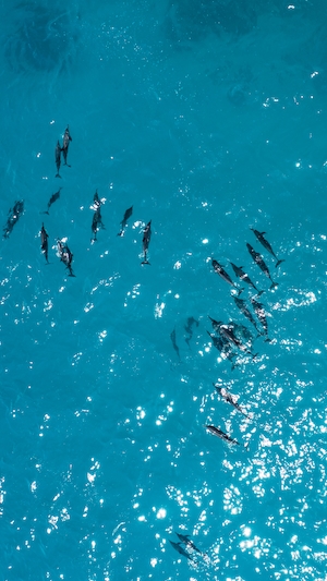 подводный мир, дельфины в море, фото сверху 