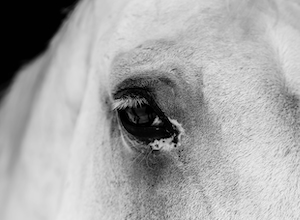 Глаз белого коня, крупный план 