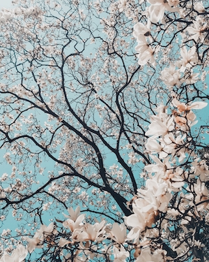 Природа, Дерево, Цветы и растения, Сакура, Весна